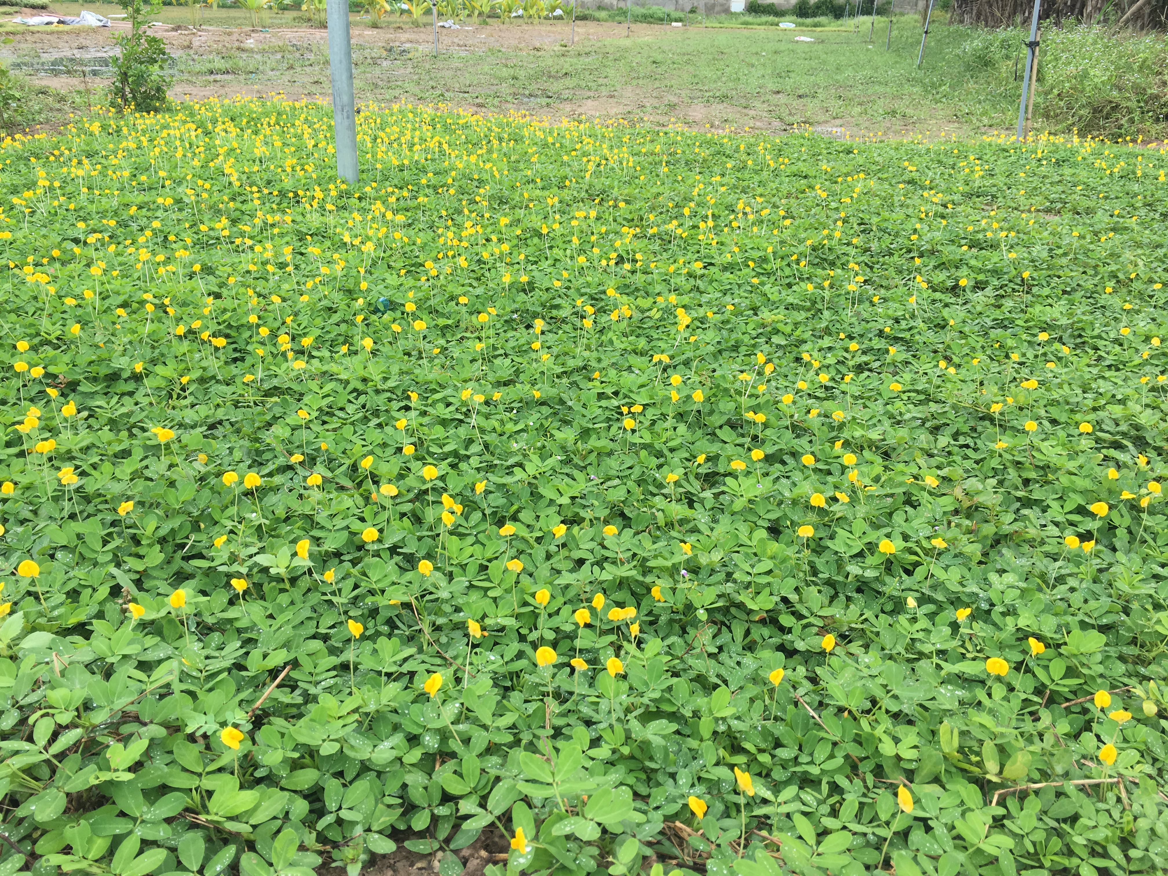Công ty TNHH Hoa Lá LandScape