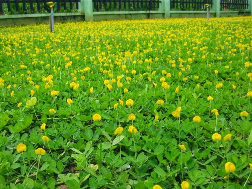 Công ty TNHH Hoa Lá LandScape