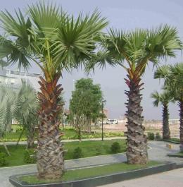 CÂY HỌ PALM