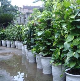 CÂY NỘI THẤT